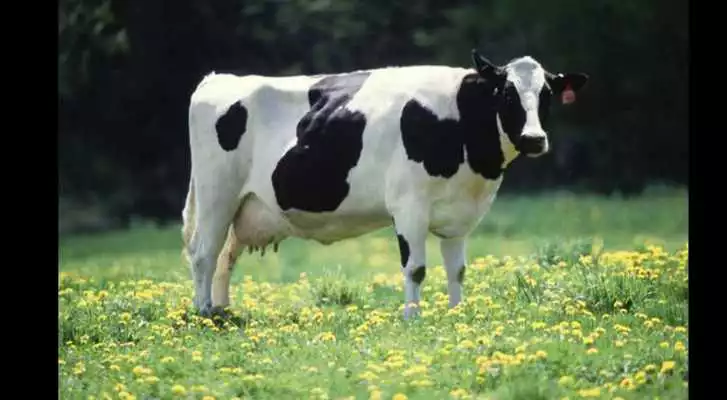 Play Farm Animals for Kids