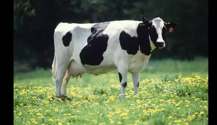 Play Farm Animals for Kids