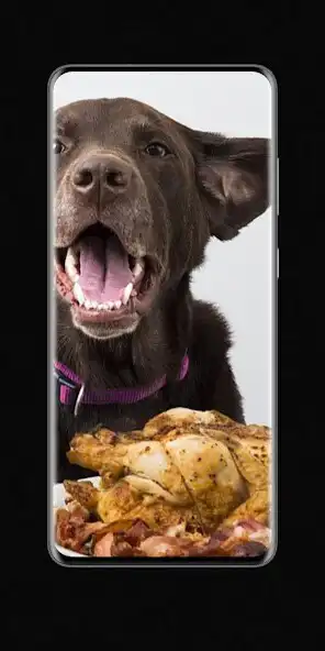 Play farmer dog food as an online game farmer dog food with UptoPlay