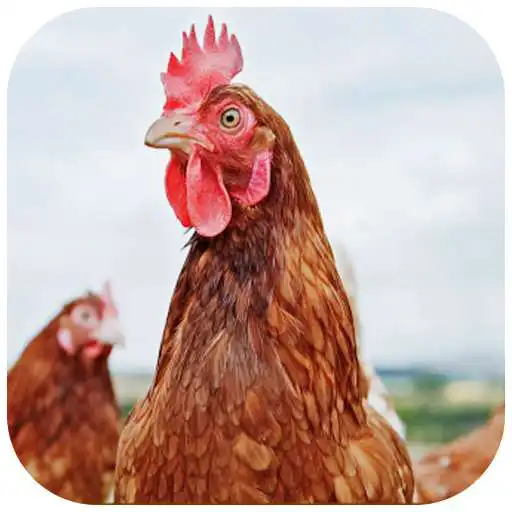 Play Farmer Friendly poultry app APK