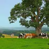 Free play online Farm Jigsaw Puzzle Free Game APK