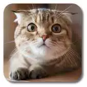 Free play online Fat Cat Live Wallpaper APK