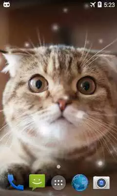 Play Fat Cat Live Wallpaper