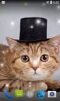 Play Fat Cat Live Wallpaper