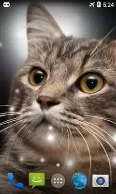 Play Fat Cat Live Wallpaper