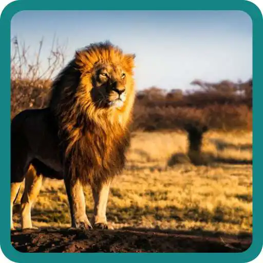 Play Fauna Quiz APK Play Fauna Quiz APK