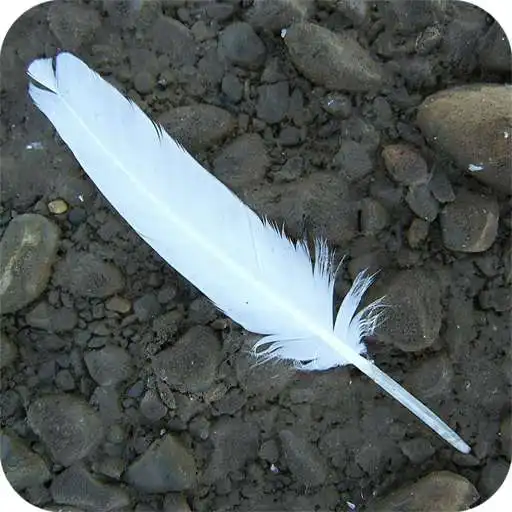 Play Feather Full HD Wallpaper APK