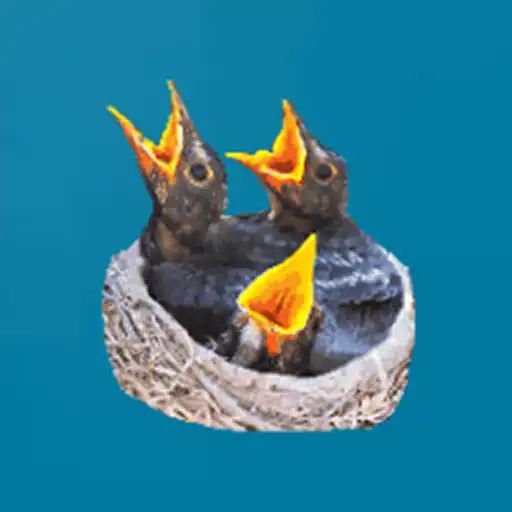 Play Feed the Birds APK Play Feed the Birds APK