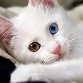 Free play online Felinos APK Free play online Felinos APK