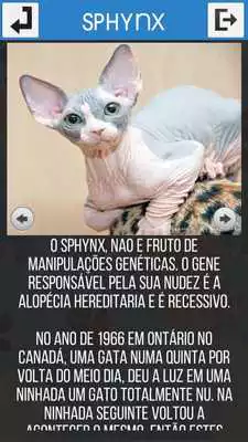 Play Felinos