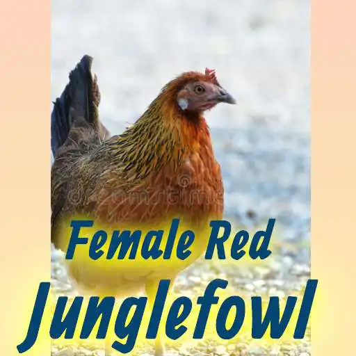 Play Female Red Jungle Fowl Sound Hd Mp3 Offline APK Play Female Red Jungle Fowl Sound Hd Mp3 Offline APK