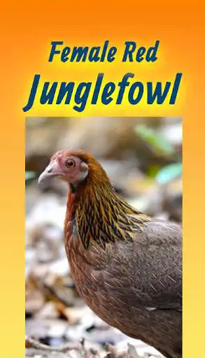 Play Female Red Jungle Fowl Sound Hd Mp3 Offline  and enjoy Female Red Jungle Fowl Sound Hd Mp3 Offline with UptoPlay