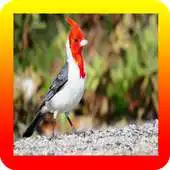 Free play online Femea Canto De Cardeal APK