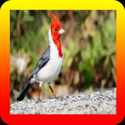 Play Femea Canto De Cardeal Play Femea Canto De Cardeal