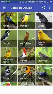 Play Femea Canto De Cardeal Play Femea Canto De Cardeal