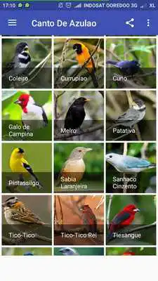 Play Femea Canto De Cardeal Play Femea Canto De Cardeal