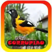 Free play online Femea canto de Corrupiao APK