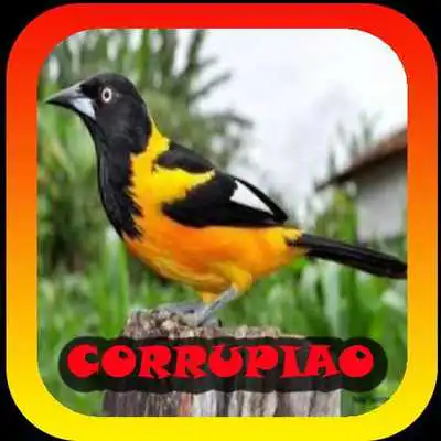 Play Femea canto de Corrupiao