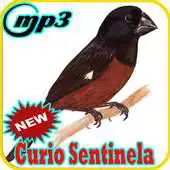 Free play online Femea De Curio Sentinela Offline Mp3 APK Free play online Femea De Curio Sentinela Offline Mp3 APK