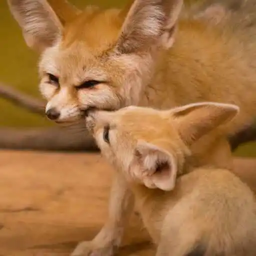 Play Fennec Fox Wallpaper APK