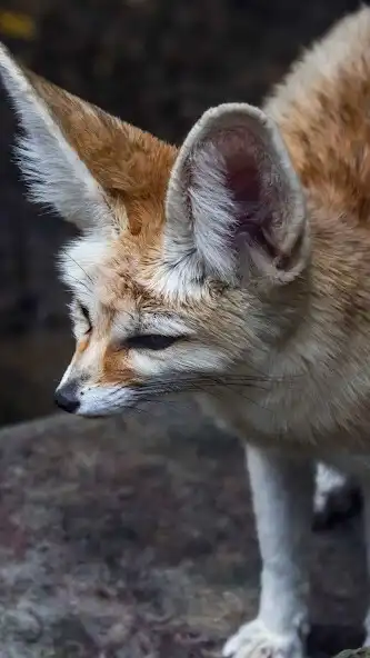 Play Fennec Fox Wallpaper and enjoy Fennec Fox Wallpaper with UptoPlay Play Fennec Fox Wallpaper and enjoy Fennec Fox Wallpaper with UptoPlay