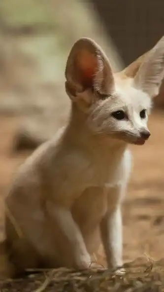 Play Fennec Fox Wallpaper as an online game online Fennec Fox Wallpaper with UptoPlay Play Fennec Fox Wallpaper as an online game Fennec Fox Wallpaper with UptoPlay