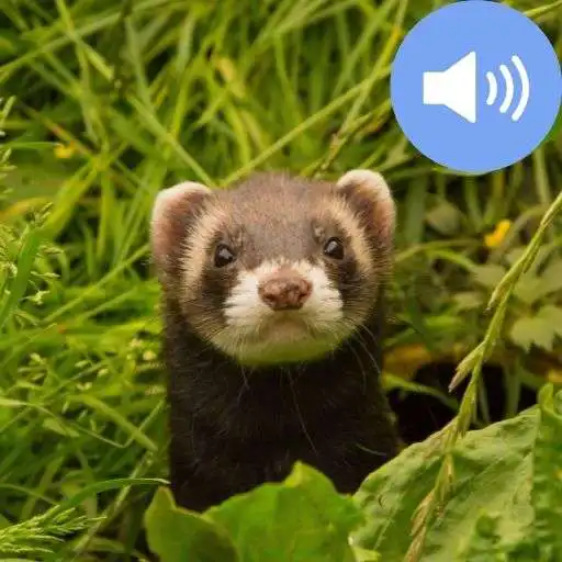 Play Ferret Sounds and Wallpapers APK Play Ferret Sounds and Wallpapers APK