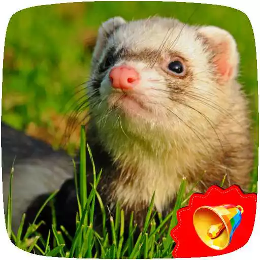 Play Ferret Sounds APK Play Ferret Sounds APK