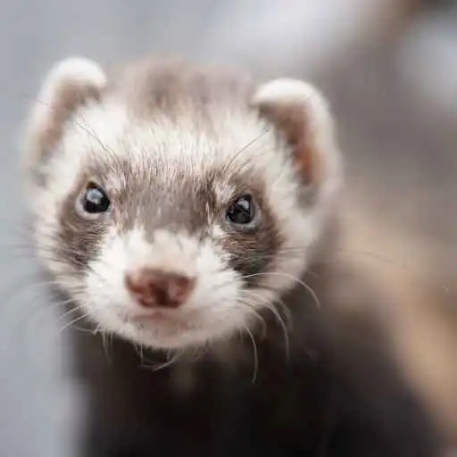 Play Ferret Wallpaper APK