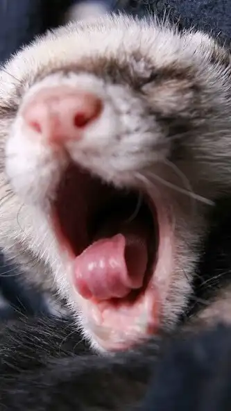 Play Ferret Wallpaper and enjoy Ferret Wallpaper with UptoPlay Play Ferret Wallpaper and enjoy Ferret Wallpaper with UptoPlay