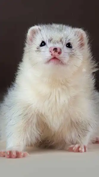 Play Ferret Wallpaper as an online game online Ferret Wallpaper with UptoPlay Play Ferret Wallpaper as an online game Ferret Wallpaper with UptoPlay