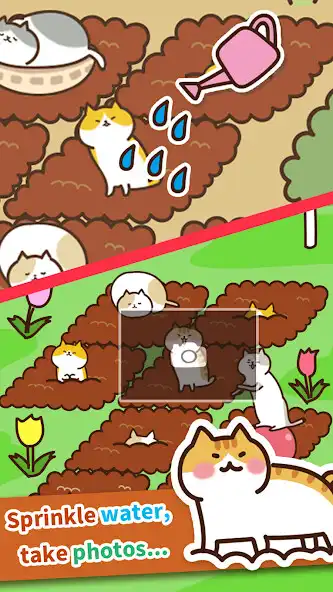 Play Field of Cats