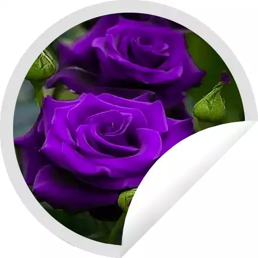 Play Figurinhas Bonitas de Rosas Roxa - WAStickerApps APK Play Figurinhas Bonitas de Rosas Roxa - WAStickerApps APK