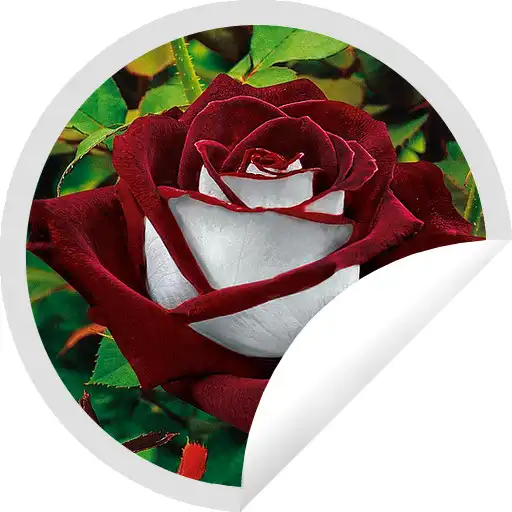 Play Figurinhas Bonitas de Rosas Vermelhas APK Play Figurinhas Bonitas de Rosas Vermelhas APK