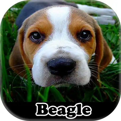 Play Figurinhas de Beagle - WAStickerApps APK