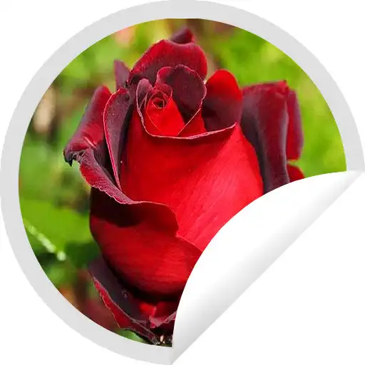 Play Figurinhas de Belas Rosas - WAStickerApps APK Play Figurinhas de Belas Rosas - WAStickerApps APK