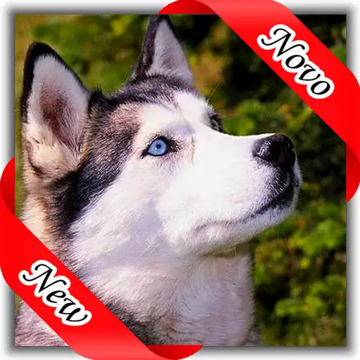 Play Figurinhas de Husky Siberiano APK Play Figurinhas de Husky Siberiano APK