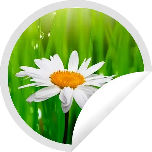 Play Figurinhas de Margaridas Lindas - WAStickerApps APK Play Figurinhas de Margaridas Lindas - WAStickerApps APK