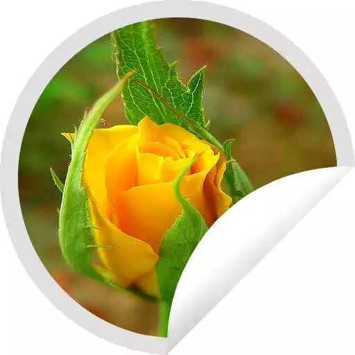 Play Figurinhas de Rosas Inspiradoras - WAStickerApps APK