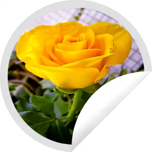 Play Figurinhas de Rosas Lindas - WAStickerApps APK Play Figurinhas de Rosas Lindas - WAStickerApps APK