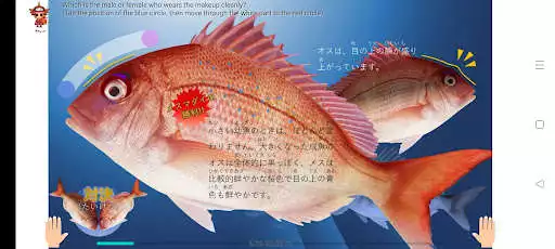 Play Fillet the red sea bream as an online game Fillet the red sea bream with UptoPlay