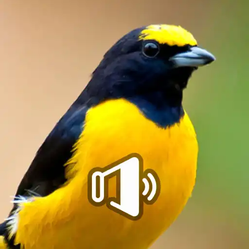 Play Fim Fim Cantando APK