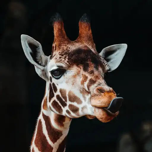 Play Find 5 Differences - Animals APK Play Find 5 Differences - Animals APK