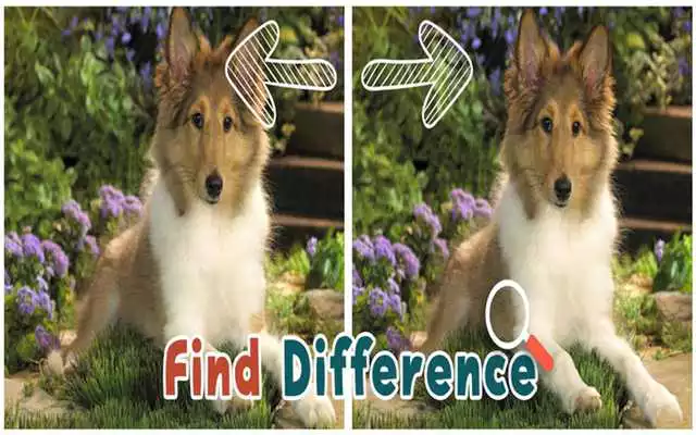 Play Find 5 Differences : Puppies