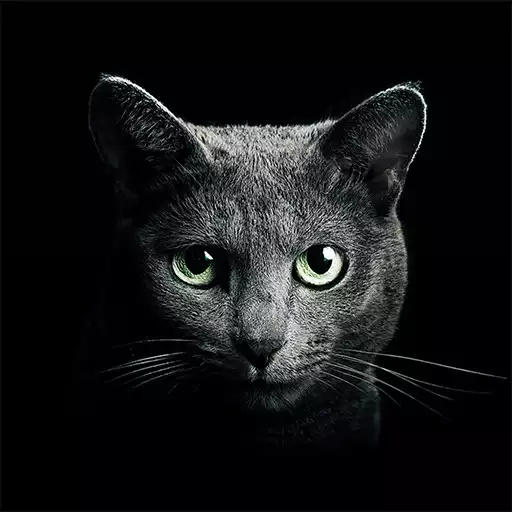 Free play online Find a Cat APK Free play online Find a Cat APK