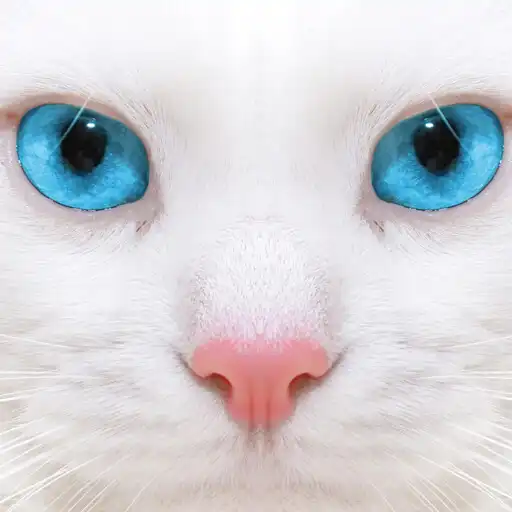 Play Find a cat APK Play Find a cat APK
