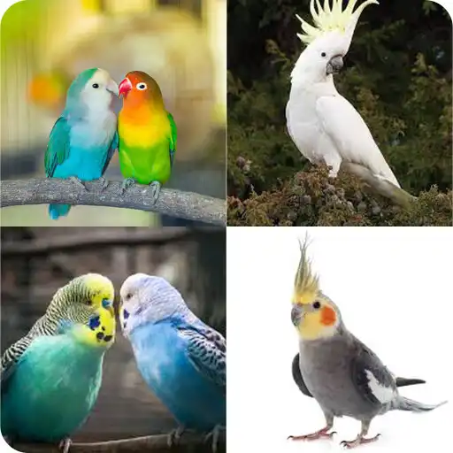 Play Find Bird Name APK