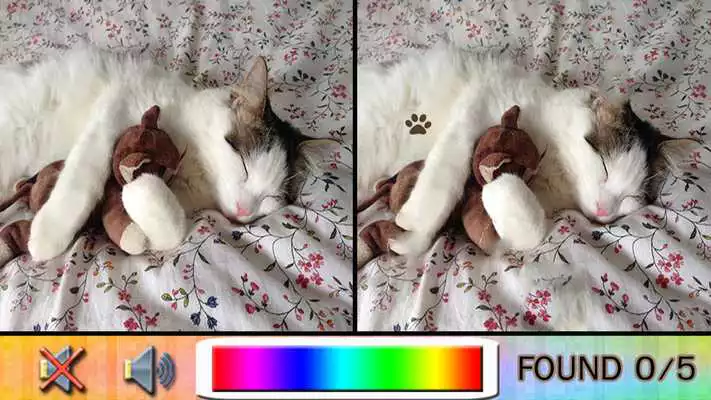 Play Find difference cat