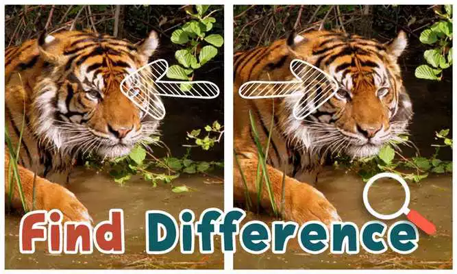 Play Find Differences : Wildlife