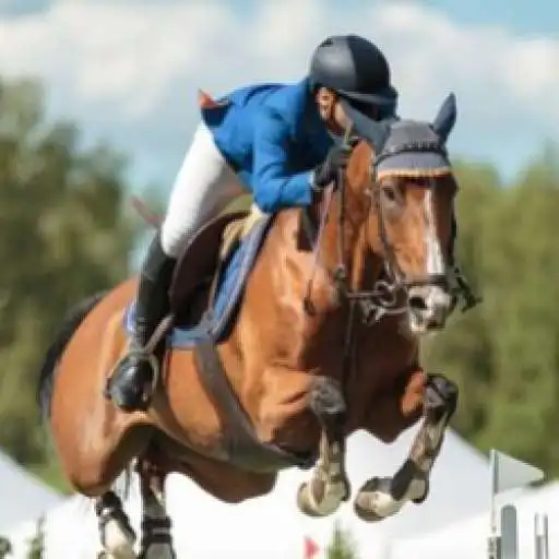 Play Find Me The Perfect Horse APK